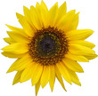 tournesol
