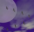 canadian geese