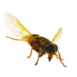 wasp wasp