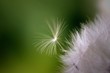 little seed trying to break free. little seed trying to break free.