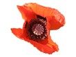 poppy