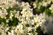 blooming nemesia