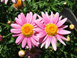 pink daisy pink daisy