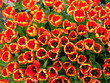 tulpe
