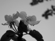 kirschblüte schwarz-weiß