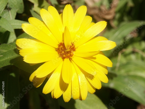 Foto: blüte blüte