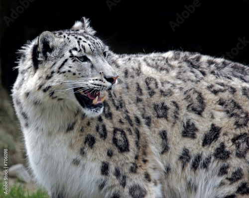 schneeleopard schneeleopard