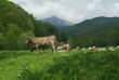 vaches dans les pyrénées vaches dans les pyrénées