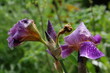 orchidee nach regen