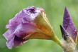 orchidee nach regen
