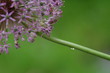 regentropfen