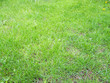grass