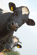 closeup of two cow's