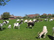 goats in a field