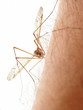 mosquito