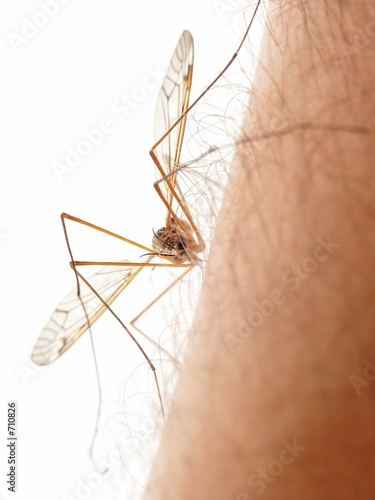 Photo: mosquito mosquito