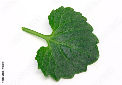 feuille