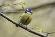 bluetit on branch