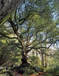 black oak tree,