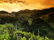 vignes à madere vignes à madere