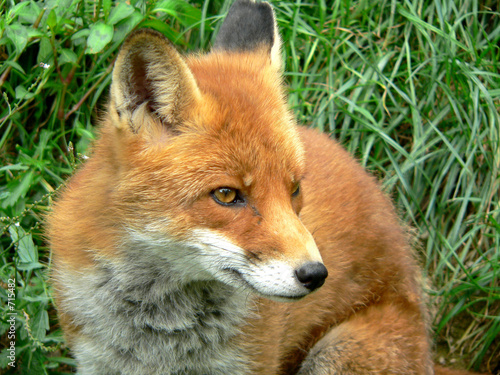 beau renard roux