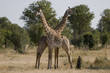 giraffe giraffe