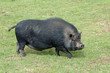 cochon chinois