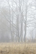 foggy morning foggy morning
