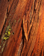 redwood tree bark