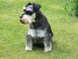 schnauzer
