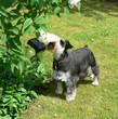 schnauzer 3