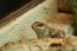 dipsosaurus dorsalis