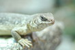 wüstenleguan