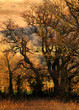 the woods