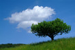 baum mit himmel 2