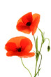 coquelicot coquelicot