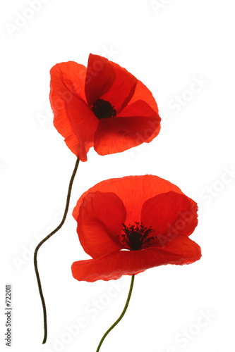coquelicot