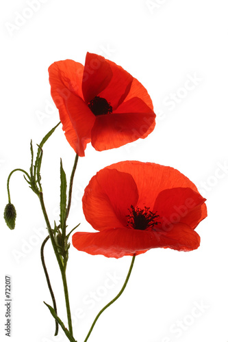 coquelicot,