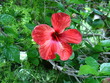 rote blüte