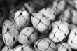 steamer clams