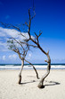 maroochydore beach trees