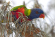 lorikeet
