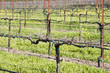 wine vines 1