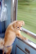 hysterie canine