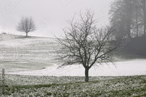 Foto: baum im winter_3 baum im winter_3