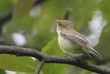 small bird - common chiffchaff or willow warbler
