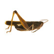 grasshopper grasshopper