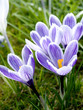 Foto: frühlingsblumen frühlingsblumen
