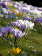 Foto: frühlingsblumen frühlingsblumen