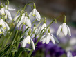 Foto: frühlingsblumen frühlingsblumen